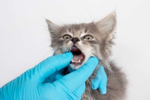 Pet Dentistry In Catskill, NY | Catskill Animal Hospital